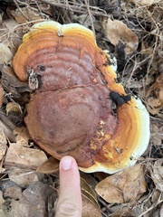 Ganoderma polychromum