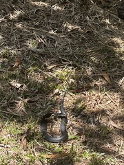 Pseudechis porphyriacus