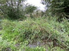 Phalaris arundinacea