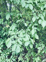Vaccinium fuscatum