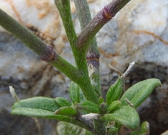 Malcolmia maritima