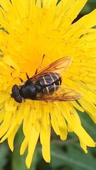Sericomyia chalcopyga