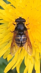 Sericomyia chalcopyga