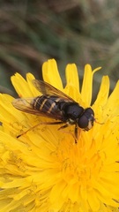 Sericomyia chalcopyga