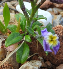 Malcolmia maritima