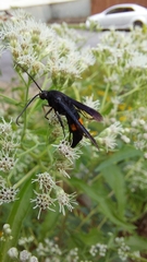 Synanthedon exitiosa