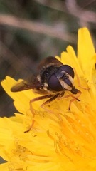 Sericomyia chalcopyga