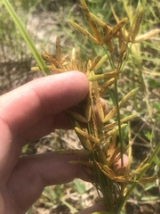 Cyperus lecontei