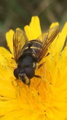 Sericomyia chalcopyga