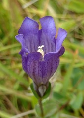 Gentiana sceptrum