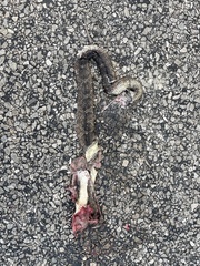 Pantherophis alleghaniensis