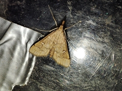 Dolicharthria punctalis