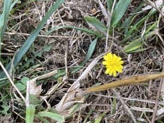 Crepis capillaris