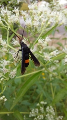 Synanthedon exitiosa