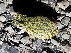 Anaxyrus debilis