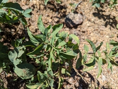Thermopsis montana