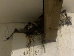 Hirundo rustica rustica