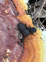 Ganoderma polychromum