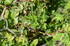 Angelica genuflexa
