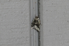 Lacinipolia explicata