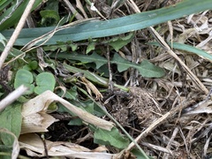 Crepis capillaris