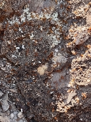 Solenopsis geminata