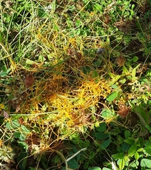 Cuscuta californica