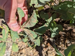 Thermopsis montana