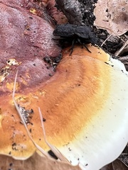 Ganoderma polychromum