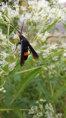 Synanthedon exitiosa