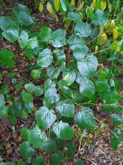 Tilia platyphyllos