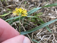 Crepis capillaris