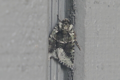 Lacinipolia explicata