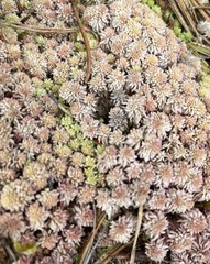 Sphagnum capillifolium