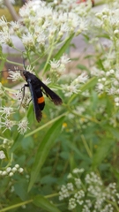 Synanthedon exitiosa