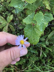 Symphyotrichum novi-belgii elodes
