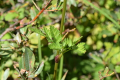 Angelica genuflexa