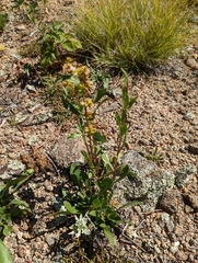 Solidago simplex