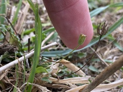 Crepis capillaris
