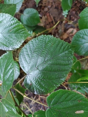 Tilia platyphyllos