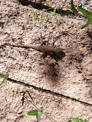 Sceloporus jarrovii