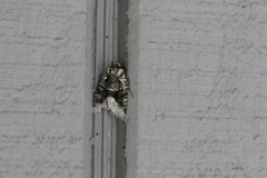 Lacinipolia explicata