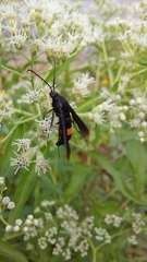 Synanthedon exitiosa