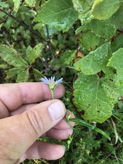 Symphyotrichum novi-belgii elodes