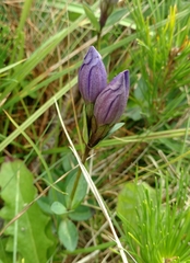 Gentiana sceptrum