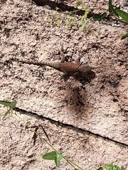 Sceloporus jarrovii