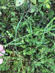 Symphyotrichum novi-belgii elodes