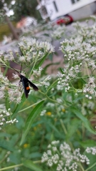 Synanthedon exitiosa