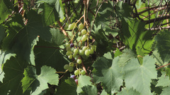 Vitis vinifera