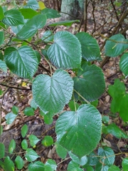 Tilia platyphyllos